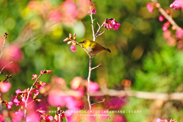 ดอยอ่างขาง