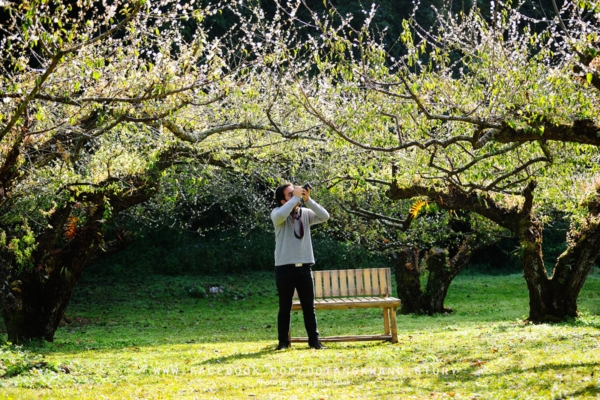 ดอยอ่างขาง