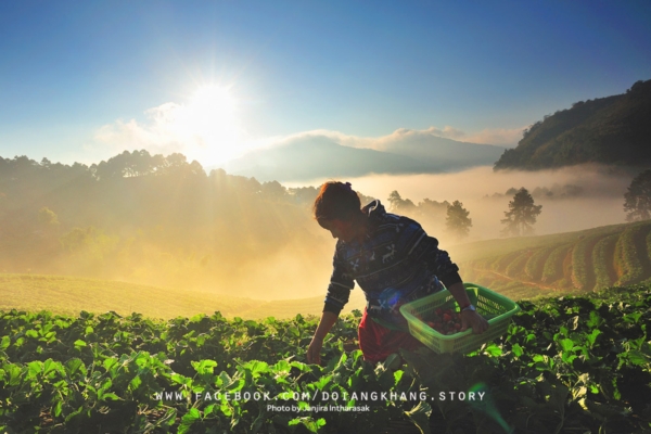 ดอยอ่างขาง