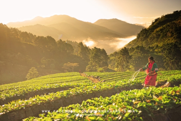 ดอยอ่างขาง