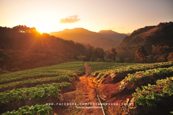 ดอยอ่างขาง