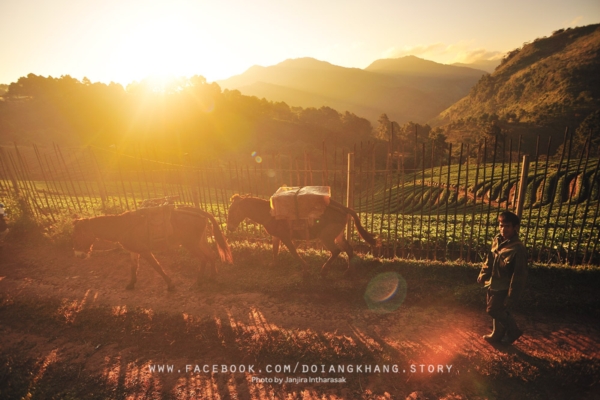 ดอยอ่างขาง