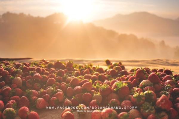 ดอยอ่างขาง