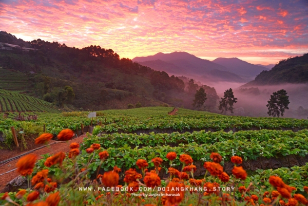 ดอยอ่างขาง