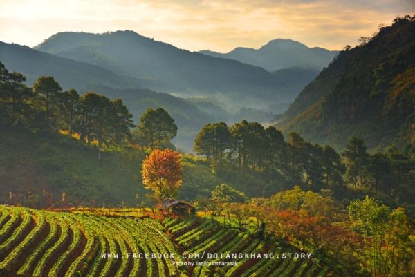 ดอยอ่างขาง