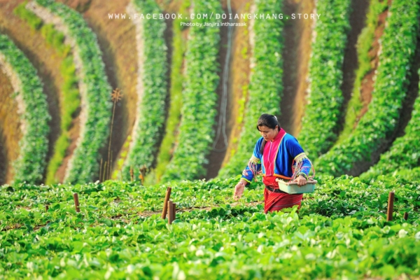 ดอยอ่างขาง