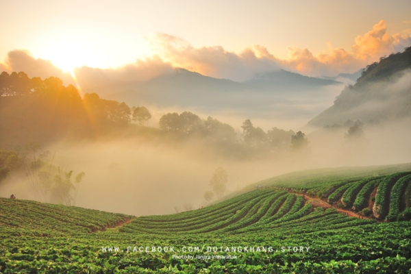 ดอยอ่างขาง