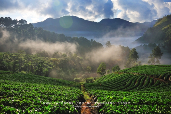 ดอยอ่างขาง