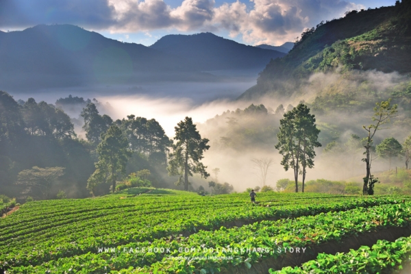 ดอยอ่างขาง