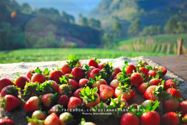 ดอยอ่างขาง