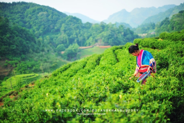 ดอยอ่างขาง