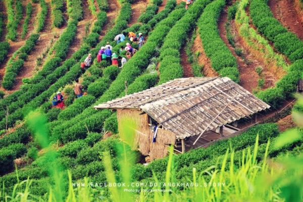 ดอยอ่างขาง