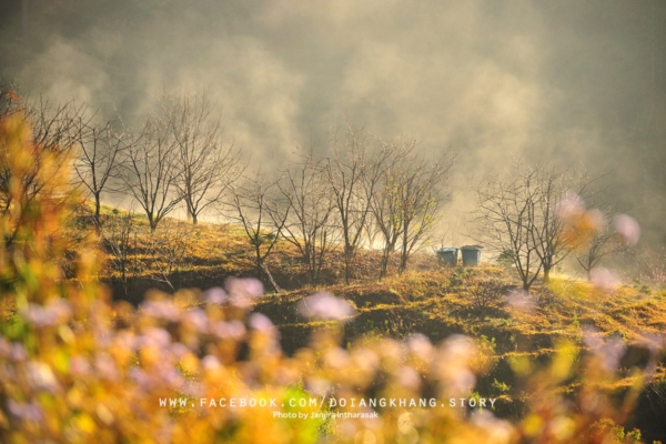 ดอยอ่างขาง