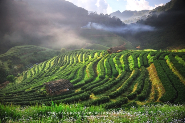 ดอยอ่างขาง