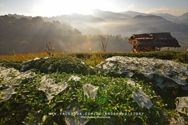 ดอยอ่างขาง