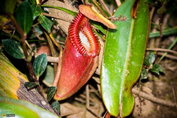 Kinabalu