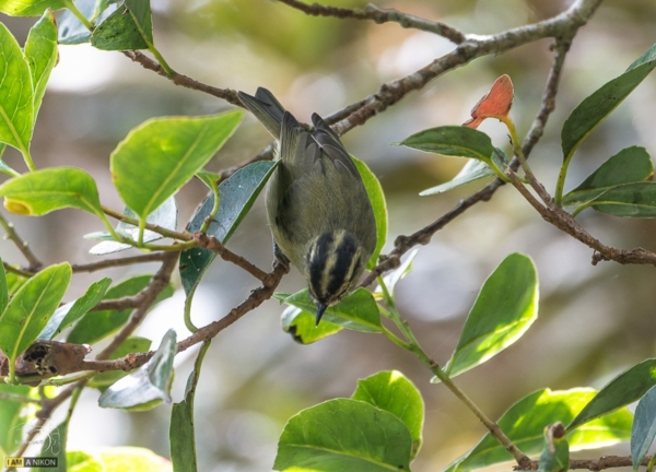 Kinabalu