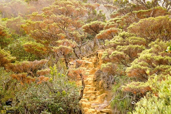 Kinabalu