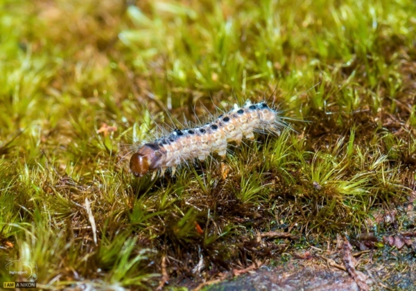Kinabalu