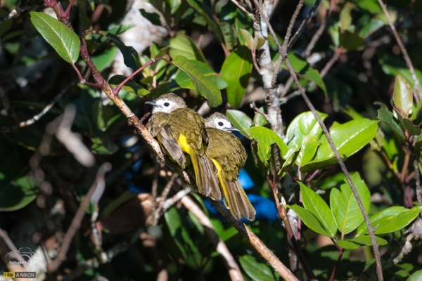 Kinabalu