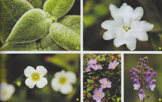 เขาล่อน