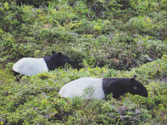 เขาล่อน