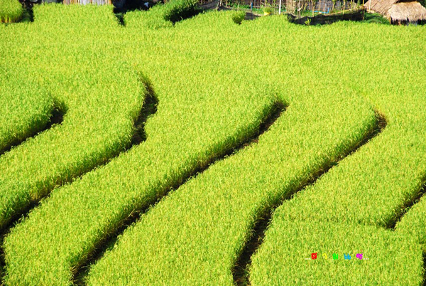 นาขั้นบันได นาขั้นบันได