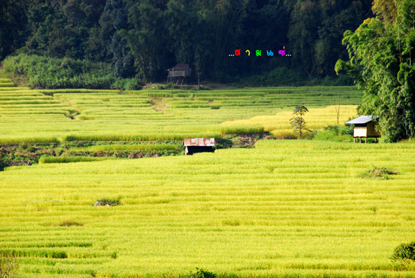 นาขั้นบันได นาขั้นบันได