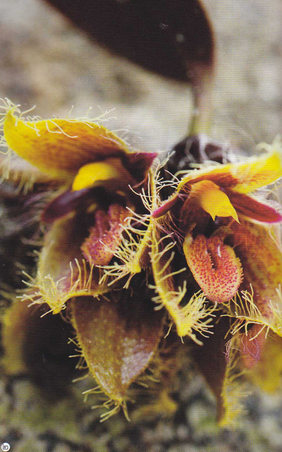 ดอยทูเล