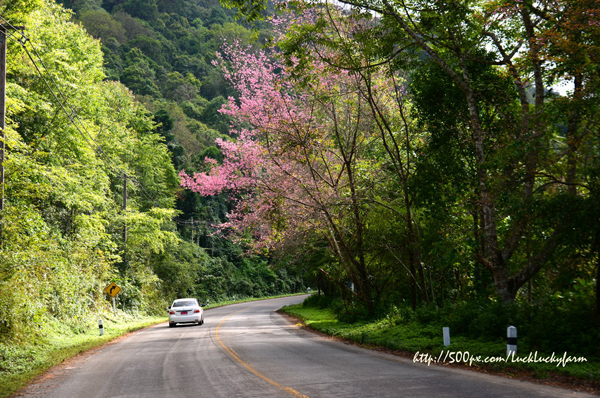 ดอยอ่างขาง