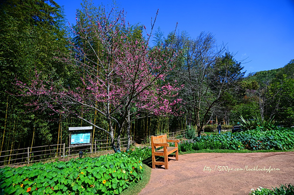 ดอยอ่างขาง