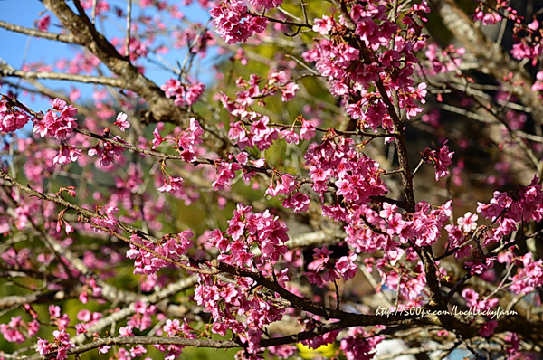 ดอยอ่างขาง