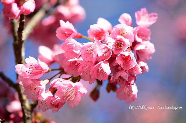 ดอยอ่างขาง