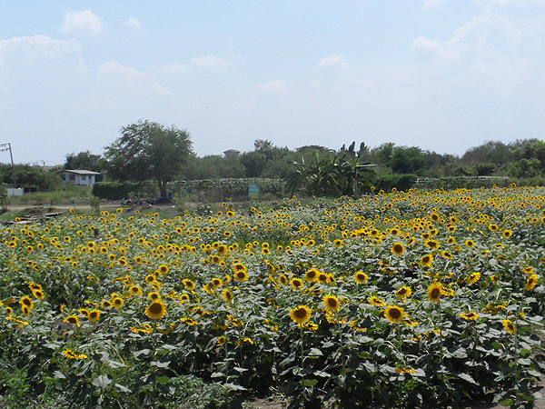ทุ่งทานตะวัน เกษตรนวมินทร์