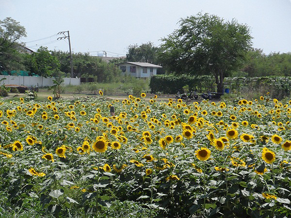 ทุ่งทานตะวัน เกษตรนวมินทร์