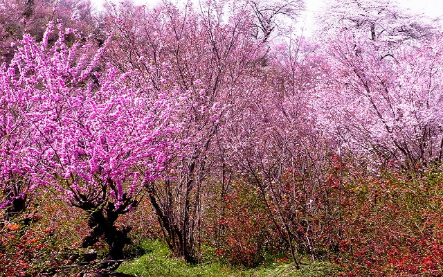 ฮานะมิยามะ