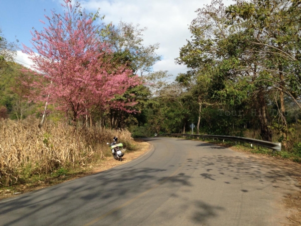 เชียงใหม่ เชียงราย