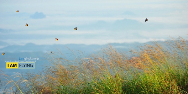 เขาช้างเผือก