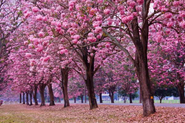 Dream Destinations 2 