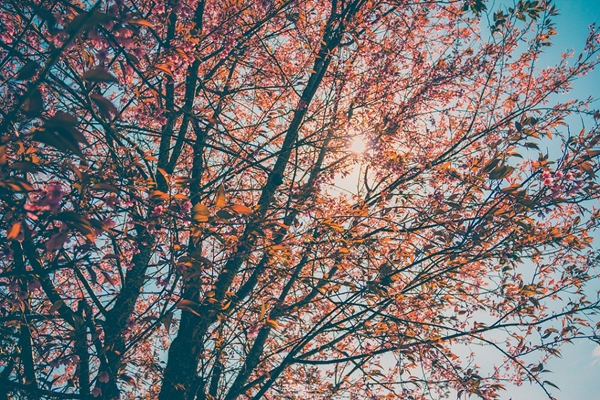 ภูลมโล ภูลมโล