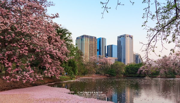 ชมพูพันธุ์ทิพย์ สวนรถไฟ