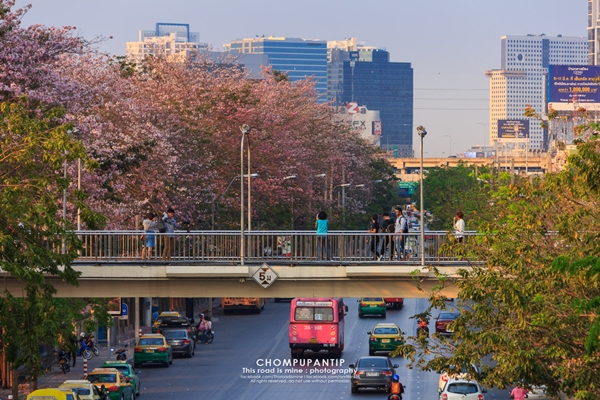 ชมพูพันธุ์ทิพย์ สวนจตุจักร 