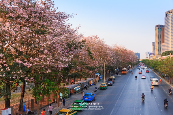 ชมพูพันธุ์ทิพย์ สวนจตุจักร 