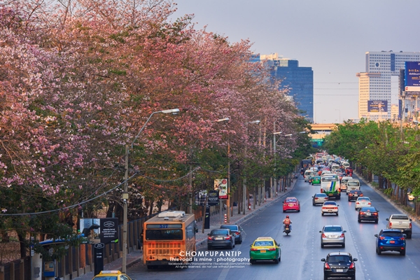 ชมพูพันธุ์ทิพย์ สวนจตุจักร 