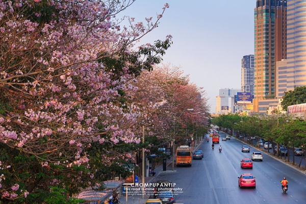 ชมพูพันธุ์ทิพย์ สวนจตุจักร 
