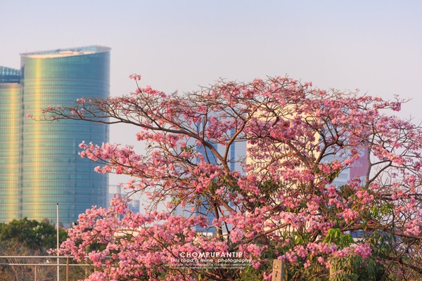 ชมพูพันธุ์ทิพย์ สวนจตุจักร 