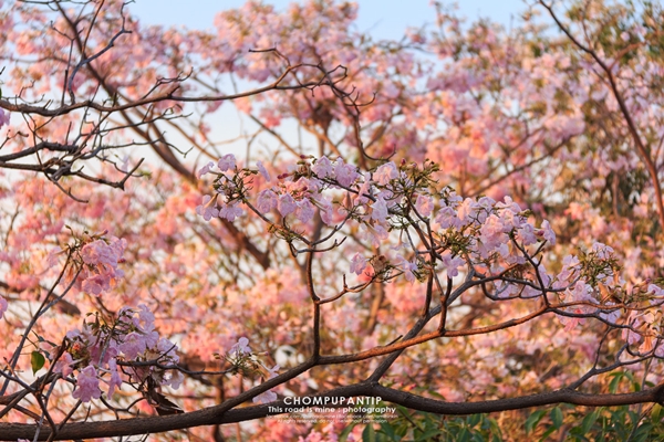 ชมพูพันธุ์ทิพย์ สวนจตุจักร 