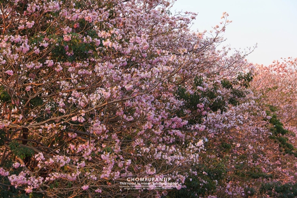 ชมพูพันธุ์ทิพย์ สวนจตุจักร 