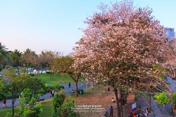 ชมพูพันธุ์ทิพย์ สวนจตุจักร 