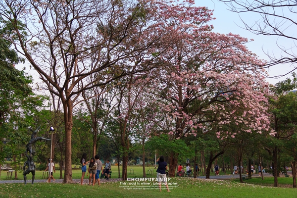 ชมพูพันธุ์ทิพย์ สวนรถไฟ